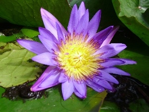 water-lily, Violet