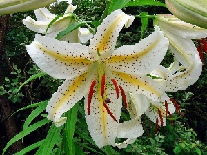 White, Tiger lily, Beauty