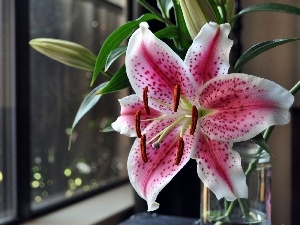 Tiger lily, Pink, Window, Night