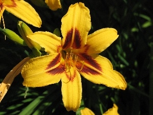 lily, Yellow