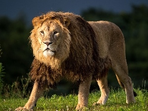 Lion