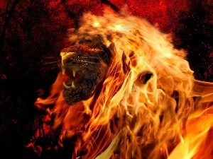 Lion, blazing
