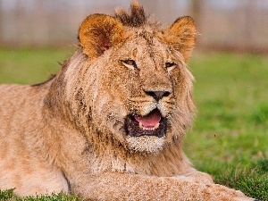 Lion, dangerous