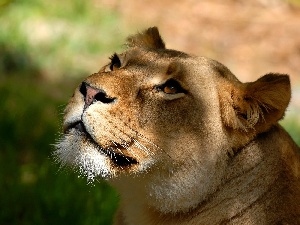 Lion, gazing