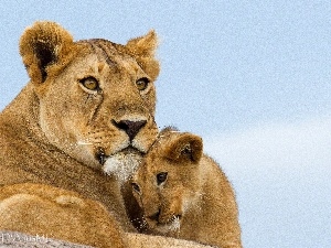 lion, Lioness