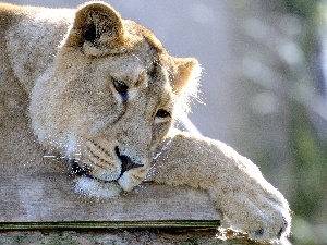 Lion, Resting