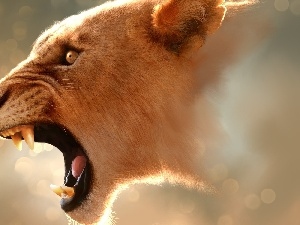 Lion, roaring
