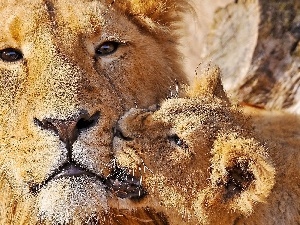 lion, little doggies, Lion, The look