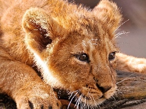 Lion, young