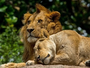 Lioness, Lion