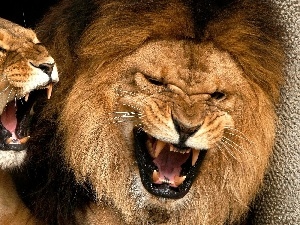lions, roaring