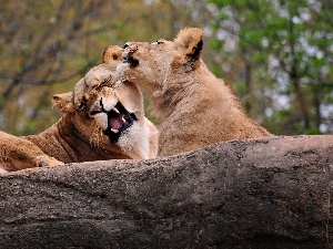 lions, canines, Two cars