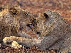 lions, licking, Two cars