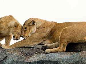 lions, Rocks, Two cars