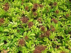 little doggies, leaves, Acena Buchanana