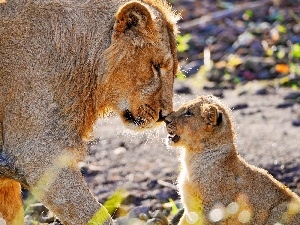 little doggies, lion, Lion