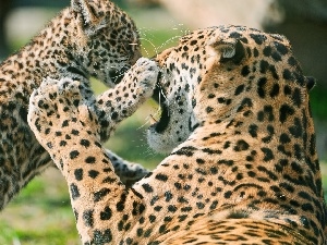 little doggies, play, leopardess