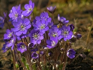 Liverworts, purple