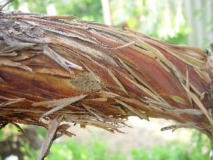 Lod on the beach, Palm