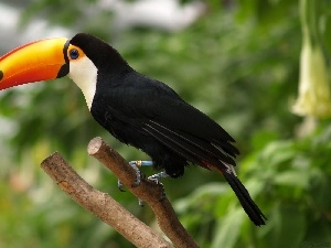 Lod on the beach, Toucan