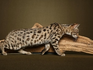 Lod on the beach, Bengal Cat