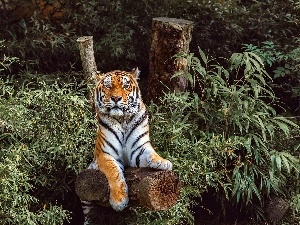 Lod on the beach, forest, tiger