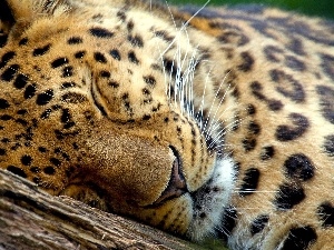 trees, Lod on the beach, sleepy, viewes, Leopards