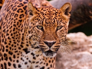 The look, Leopards