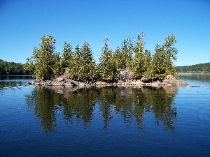 Loon, viewes, lake, Islet, California, trees