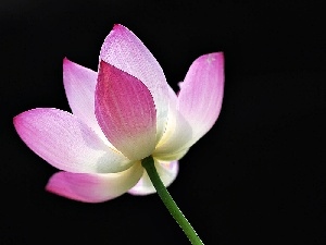 lotus, Beatyfull