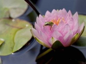 frog, water-lily, Colourfull Flowers