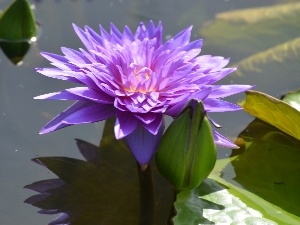 Leaf, water-lily, Colourfull Flowers