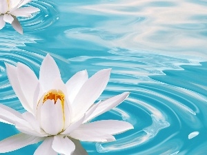 Flowers, water-lily, beatyfull