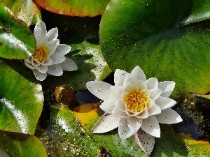 Leaf, water, White, lilies