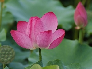 lotus