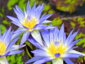 Water lilies, Blue