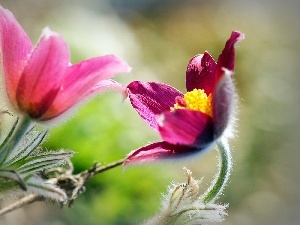 luminosity, sun, flash, pasque, Meadow, ligh