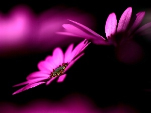 luminosity, sun, flash, Flowers, purple, ligh