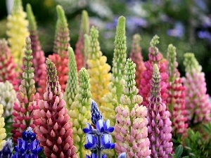 Coloured, Lupin, Flowers