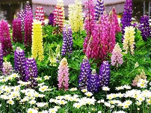Flowers, Lupin, color