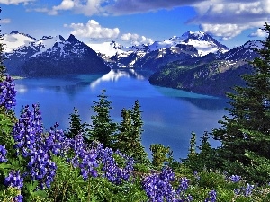 Lupin, Flowers, Mountains, lake