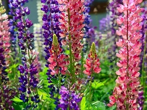 lupine, color