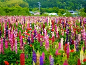 color, lupine, Meadow