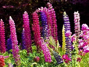 lupine, color