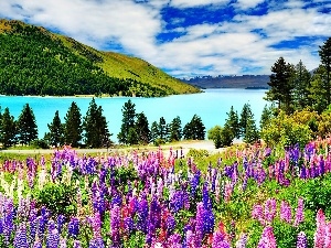 lupine, The Hills, color