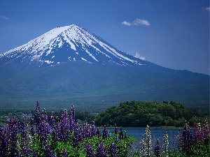 lake, lupine, volcano