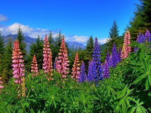 lupine, Meadow