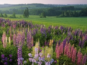 Meadow, lupine, forest