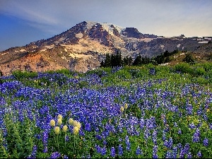 Meadow, lupine, Mountains