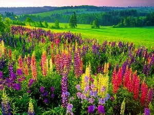 lupine, Meadow